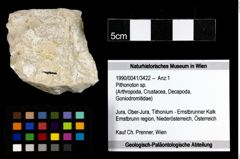 Foto (Objekt + Etiketten) von Pithonoton sp. 